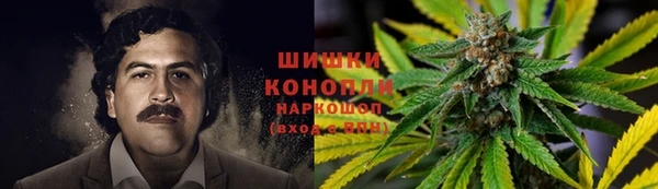 прущие грибы Алзамай
