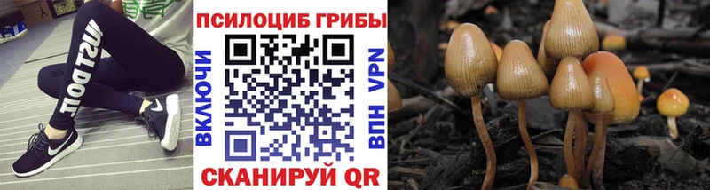 Псилоцибиновые грибы Psilocybe  магазин продажи наркотиков  Котельники 
